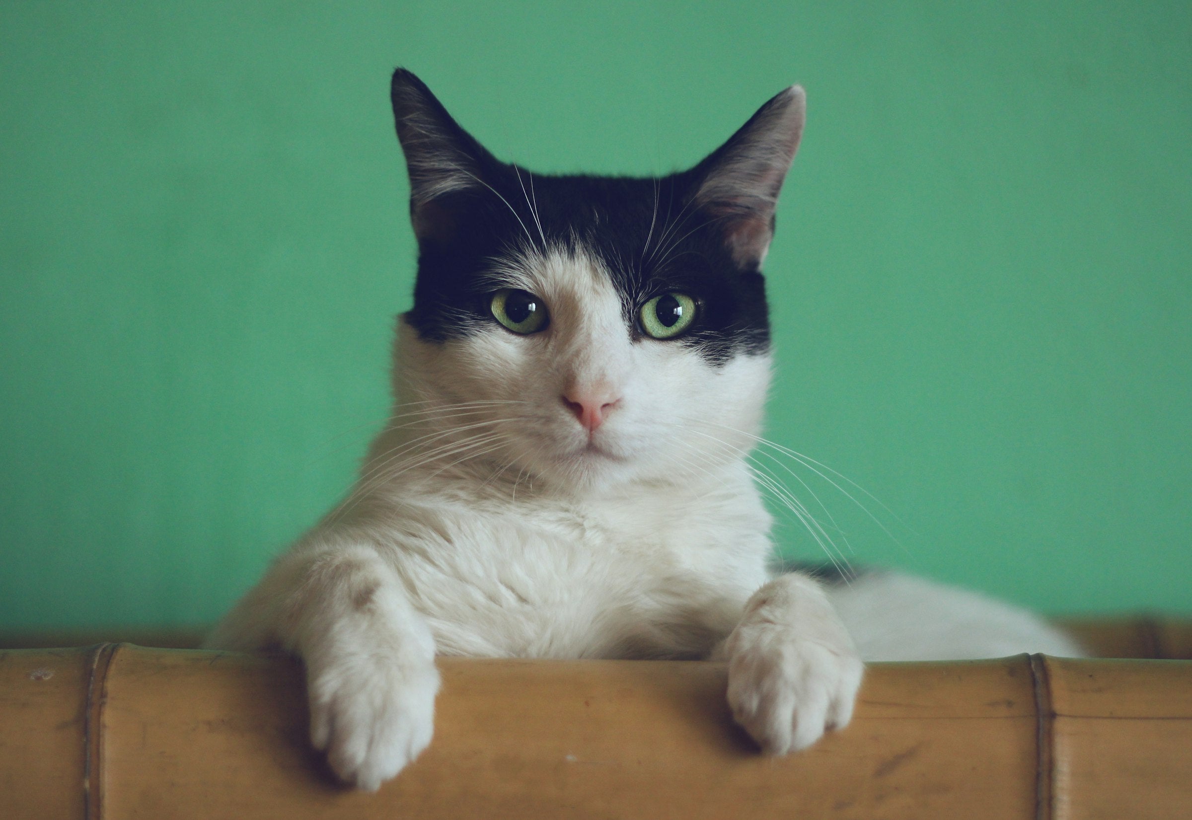 A serene cat resting calmly, content and relaxed at home