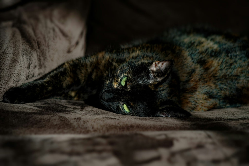 A relaxed tortoiseshell cat resting contentedly indoors