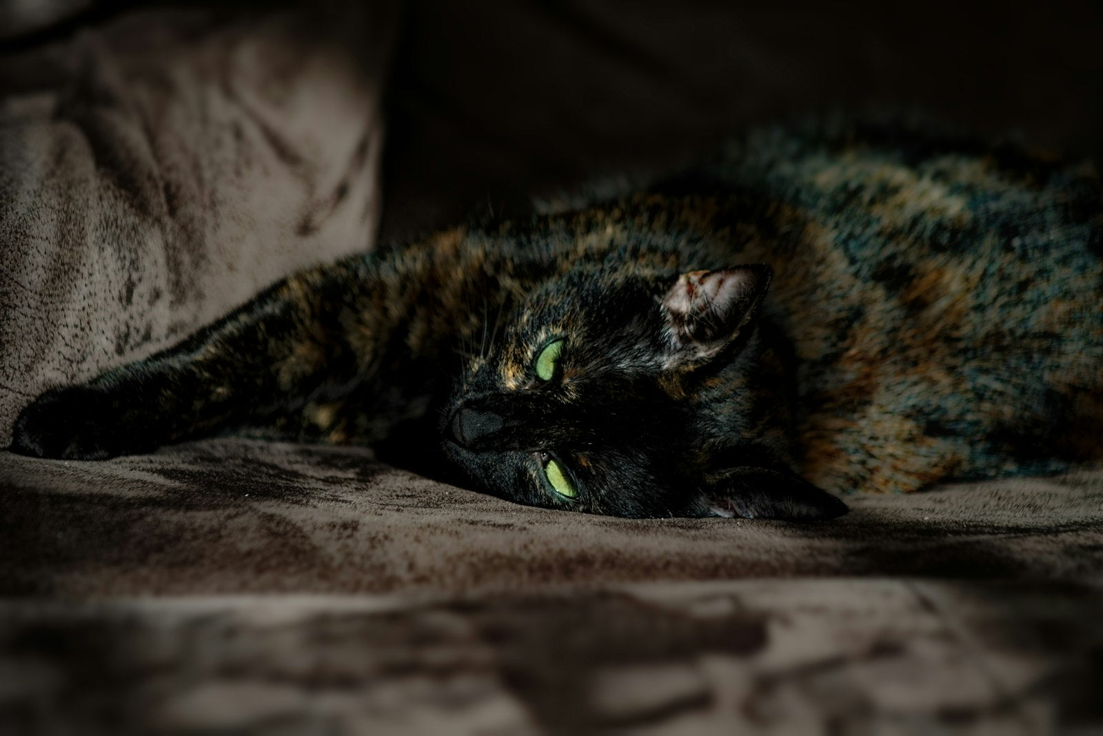 A relaxed tortoiseshell cat resting contentedly indoors