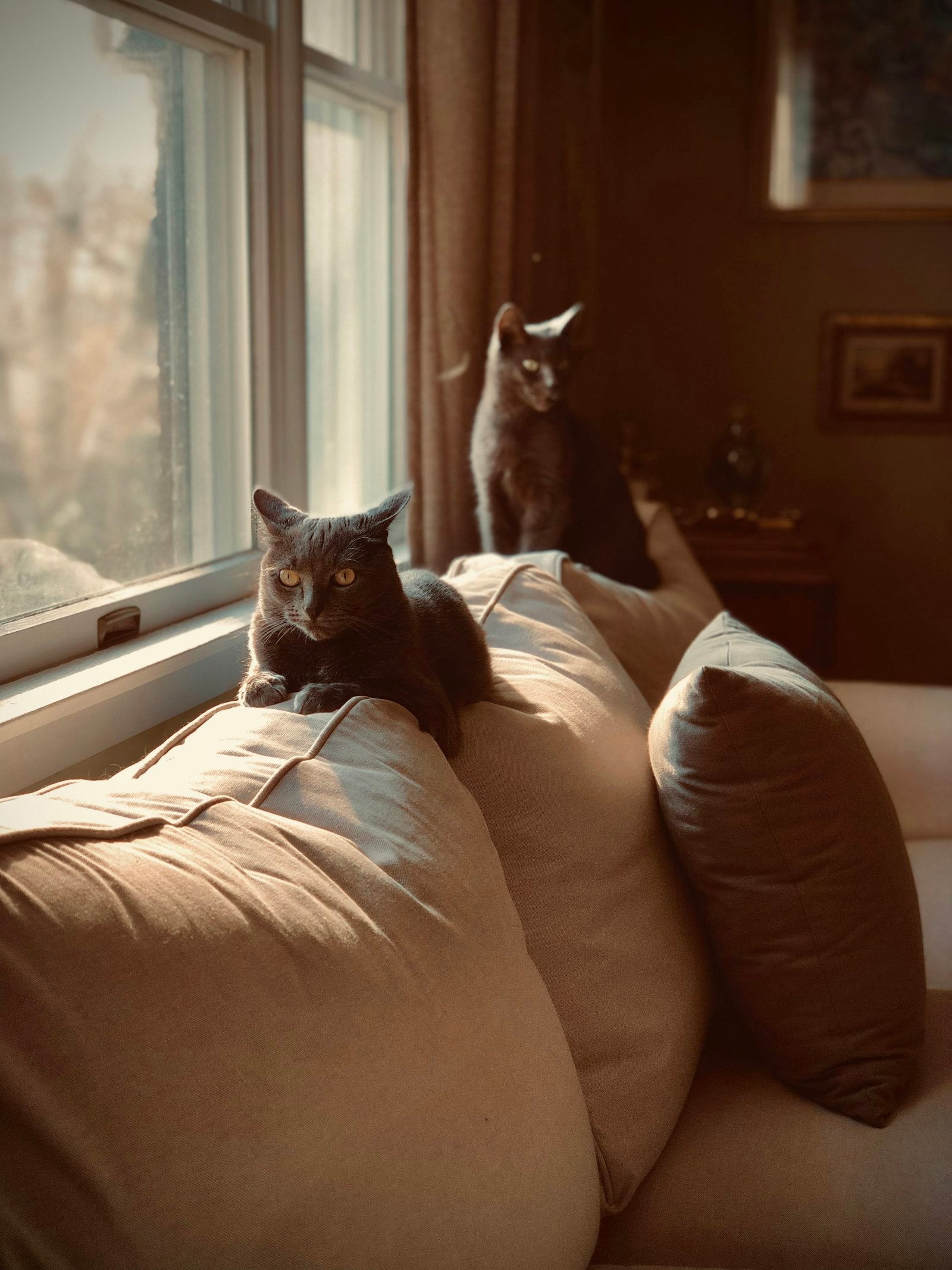 Two calm cats resting peacefully together on a sunlit sofa