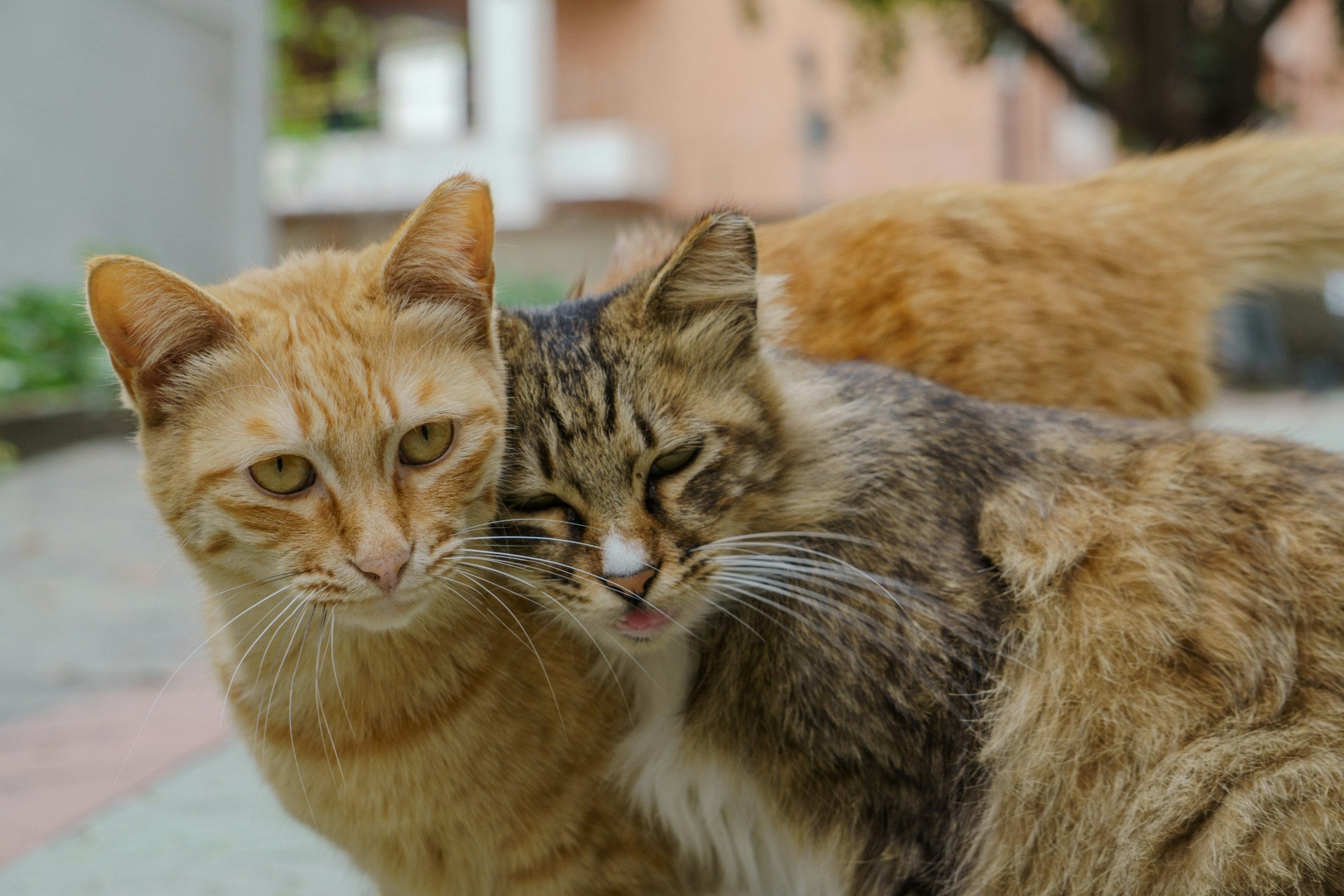 Two cats resting calmly together, peaceful and harmonious