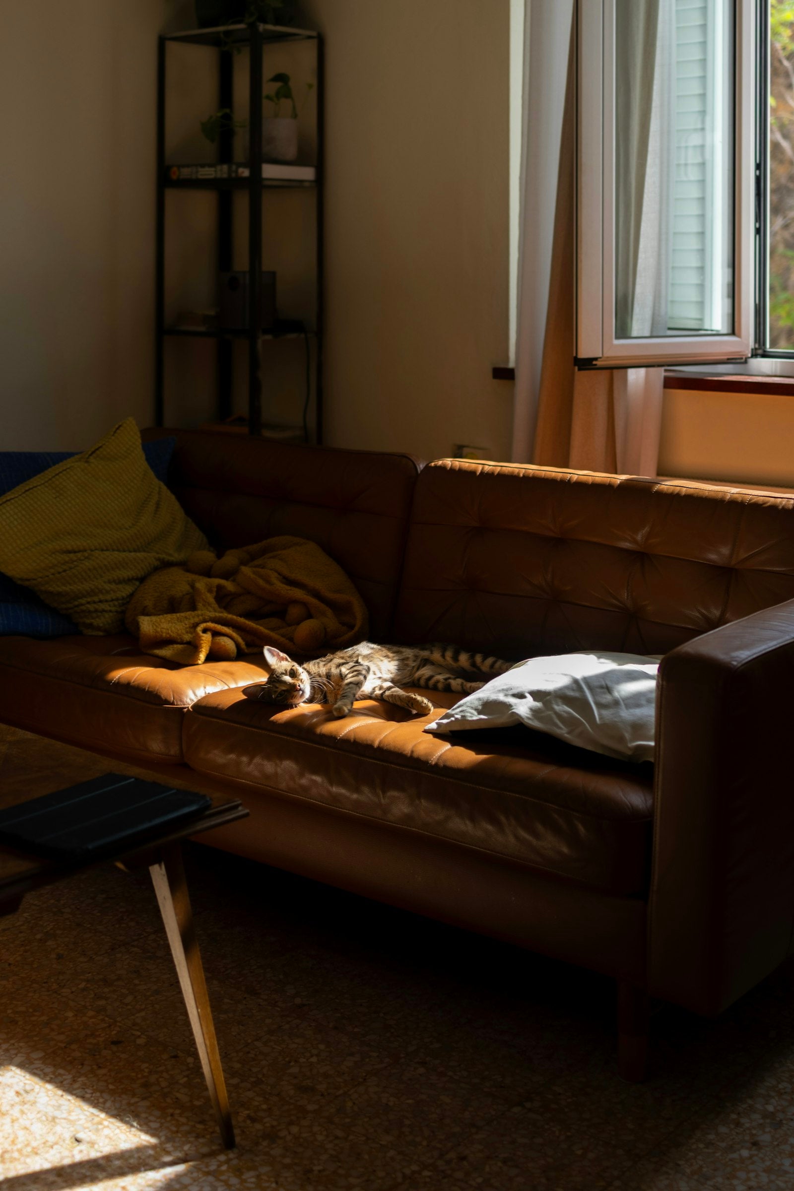 A calm cat napping peacefully on a sunlit couch at home