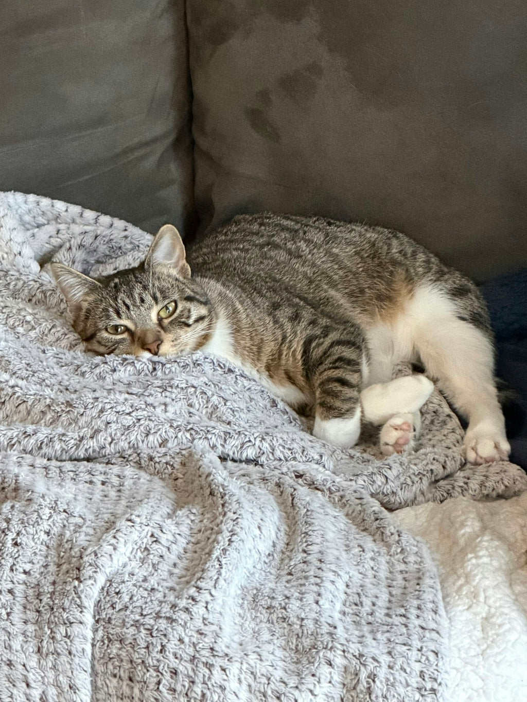 A relaxed tabby cat resting cozily on a soft blanket at home